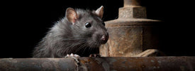 Effektiver Schutz vor Nagetieren mit NHOU® MOUSE-OUT von KNEFT