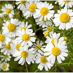 MYRRH + CHAMOMILE + COFFEE CHARCOAL 120 powder capsules for the stressed intestine according to AYURVEDA and Hildegard von Bingen - PURE NATURE - WITHOUT ADDITIVES [2 months] 27160-120