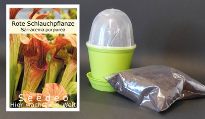 Seedeo Grow Kit Red Pitcher Plant (Sarracenia purpurea)