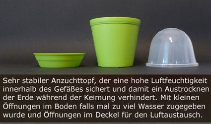 Seedeo® Grow Kit Giant Bamboo (Dendrocalamus gigantea) 60 Seeds