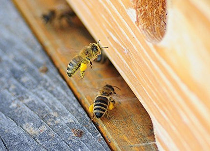 Flower pollen/bee pollen in premium beekeeping quality, from ImkerPur, 500 g, completely residue-free, sweet and mild, (Conventional, 500 g)