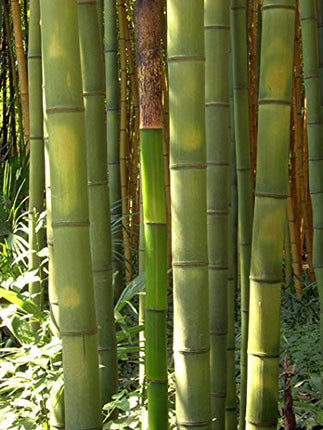 Seedeo® Grow Kit Giant Bamboo (Dendrocalamus gigantea) 60 Seeds