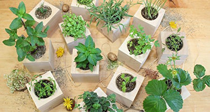 Feel Green 296244 Ecocube Aloe Vera, Sustainable Gift Idea (100% Eco Friendly), Grow Your Own/Cultivation Kit, Plants in a Wooden Cube, Made in Austria