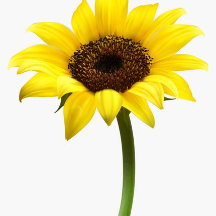 Sunflower Lecithin Powder - 250 GR | Sunflower Lecithin