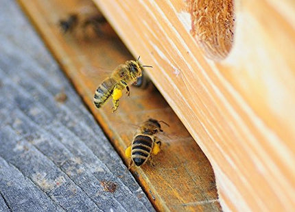 Propolis from ImkerPur, 100g, antibacterial, residue-free, directly from the apiary (raw propolis (in pieces))