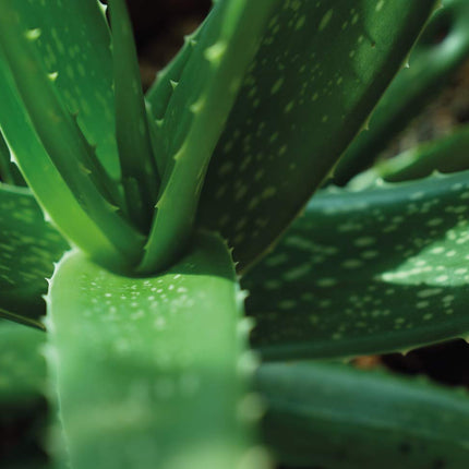 Feel Green 296244 Ecocube Aloe Vera, Sustainable Gift Idea (100% Eco Friendly), Grow Your Own/Cultivation Kit, Plants in a Wooden Cube, Made in Austria
