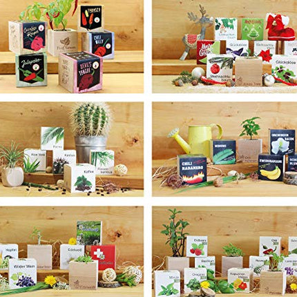 Feel Green 296244 Ecocube Aloe Vera, Sustainable Gift Idea (100% Eco Friendly), Grow Your Own/Cultivation Kit, Plants in a Wooden Cube, Made in Austria