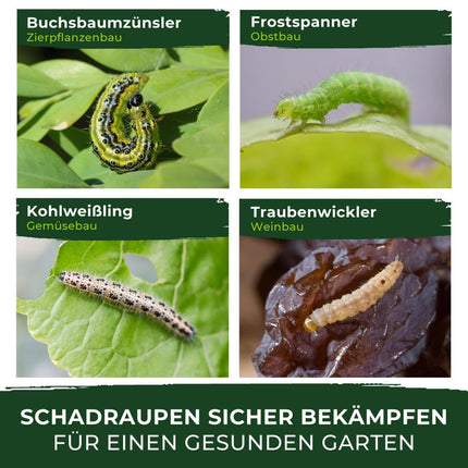 Legona® Xentari Moth-Free &amp; Caterpillar-Free Box Tree Moth Spray | Biological control of moths, cabbage white butterflies, and winter moths | Not harmful to bees