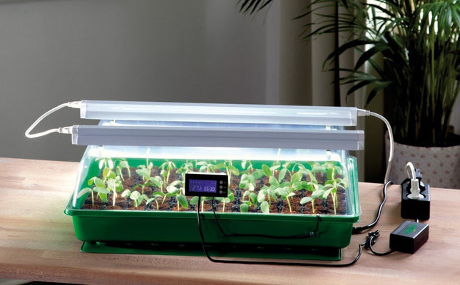 ROMBERG Indoor Greenhouse with Two Lamps, Thermodog and Thermostat – Mini Greenhouse Maximus Complete – 57 x 38 x 18 cm