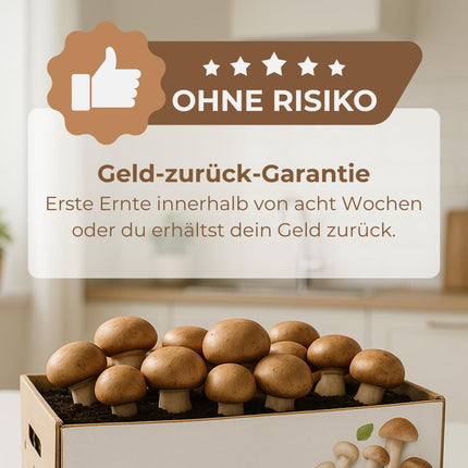 Hawlik Mushroom Spawn Grow Your Own Mushrooms – Stone Mushroom Growing Kit – Growing Mushrooms at Home with Ease – Small Complete Kit for Beginners/as a Gift for Children and Gardening Enthusiasts