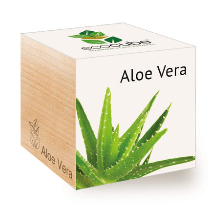 Feel Green 296244 Ecocube Aloe Vera, Sustainable Gift Idea (100% Eco Friendly), Grow Your Own/Cultivation Kit, Plants in a Wooden Cube, Made in Austria