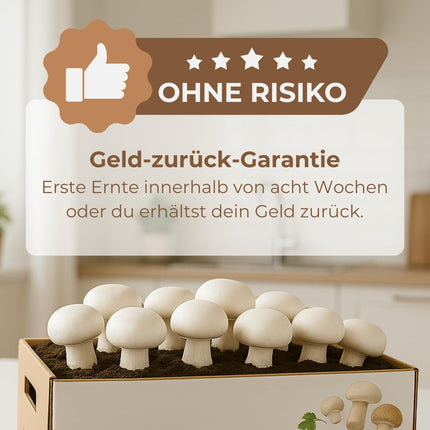 Hawlik Mushroom Spawn Mushroom Cultivation Kit XXL – Large complete kit for easy cultivation at home – High and fast harvest yields – Ideal for beginners/as a gift for children and gardening enthusiasts