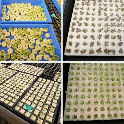 Generic GREENinGRAY Hydroponic Sponge, 100 Pack High-Quality Hydroponic Sponges – Ideal for Seeds &amp; Seedlings (White)