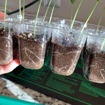 Feizeisun Cultivation Greenhouse, 6 Pieces 72 Cells Mini Greenhouse Cultivation Set Indoor Greenhouse Cultivation Box Greenhouse Cultivation Tray with Lid and Ventilation for Seedling Plant, Green