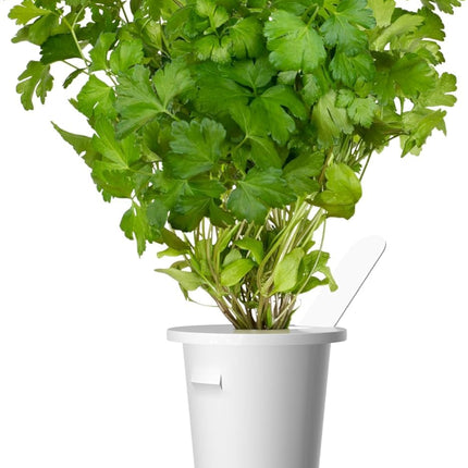 Click and Grow Parsley Plant Pod Refill Pack Substrate Capsule Plant Capsules Smart Garden Indoor Garden 3-pack