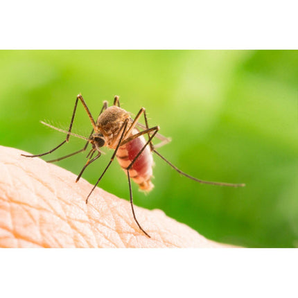 Doctan® Active Spray – up to 12h protection against mosquitoes, ticks, biting flies, malaria prophylaxis, yellow fever, 100ml