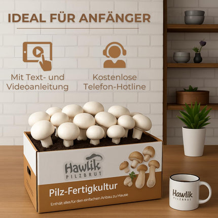 Hawlik Mushroom Spawn Mushroom Cultivation Kit XXL – Large complete kit for easy cultivation at home – High and fast harvest yields – Ideal for beginners/as a gift for children and gardening enthusiasts