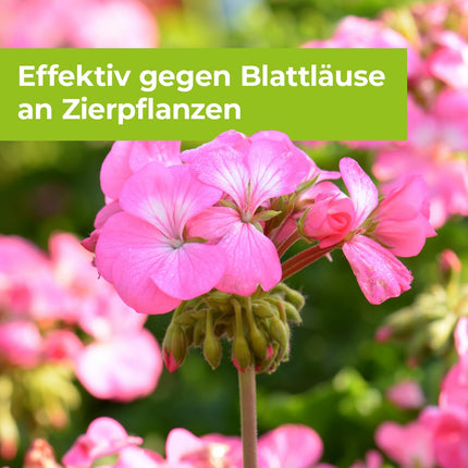 PROTECT GARDEN Lizetan Plus Aphid-Free AF ​​special spray against aphids on roses, ornamental plants, fruit and vegetables, 1 liter