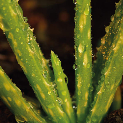 Feel Green 296244 Ecocube Aloe Vera, Sustainable Gift Idea (100% Eco Friendly), Grow Your Own/Cultivation Kit, Plants in a Wooden Cube, Made in Austria