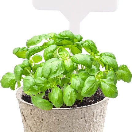 Royal Gardineer Grow Pots: 84-piece plant growing kit with biodegradable plant pots (plant pot, growing kit, indoor greenhouse)