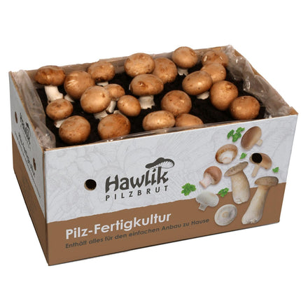 Hawlik Mushroom Spawn Grow Your Own Mushrooms – Stone Mushroom Growing Kit – Growing Mushrooms at Home with Ease – Small Complete Kit for Beginners/as a Gift for Children and Gardening Enthusiasts