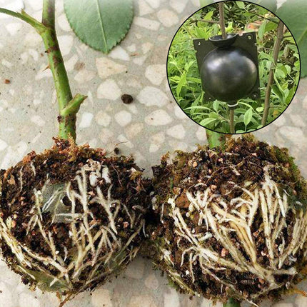 Ianulus Plant Rooting Ball, 4 Pieces Plant Root Growing Box, Plant Rooting Device, Plant Root Booster Device for Plant Transplantation, Root Formation, Asexual Reproduction (Black)