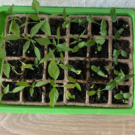KH starter set cultivation set including biodegradable cultivation pots made of cellulose cultivation box approx. 27 x 19 x 11 cm indoor mini greenhouse room greenhouse for balcony terrace windowsill (S26) (6)