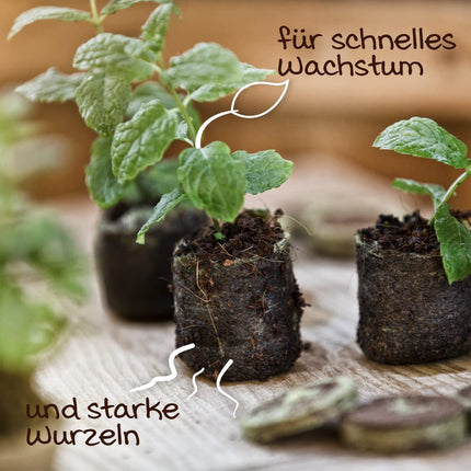 Windhager Growing Pots &amp; Growing Tablets, Growing Tablets, Coconut Soil Tablets for Growing Cuttings, Seeding Soil, Pressed Coconut Soil, Peat-Free, 100 Pieces, 3.5 cm, 04342, Brown
