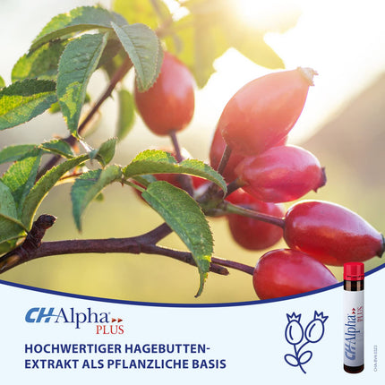 CH-Alpha PLUS Joint Collagen | To support the regeneration of joint cartilage | Relief from joint pain | 30 drinking ampoules