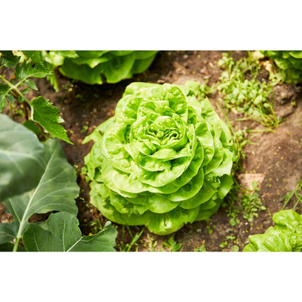 COMPO Garden Long-Term Fertilizer 2kg
