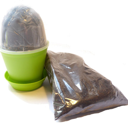 Seedeo Grow Kit Red Pitcher Plant (Sarracenia purpurea)