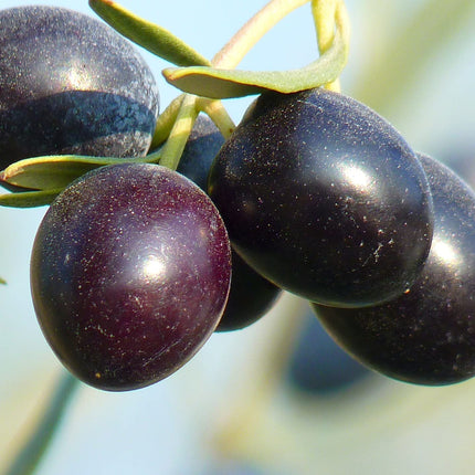 My Orangery Olive Tree Fertilizer [1kg] - Premium Plant Fertilizer - Avoid ready-made liquid fertilizers for your plants - Olive Tree Fertilizer