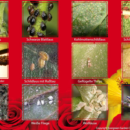 Substral Celaflor Pest-Free Careo Concentrate for ornamental plants, against aphids, box tree moths, etc. 250 ml