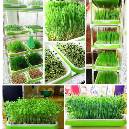 Fuuner 6 Pack Seed Germination Tray, Seedling Tray Germination Trays Greenhouse Effect Propagator Seed Germination Hydroponic Seeding Germination Greenhouse Tray for Family Garden Indoors and Outdoors