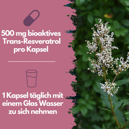 EXVital® Resveratrol Capsules, 98% Trans-Resveratrol, 500mg per capsule, 120 vegan capsules, vegan &amp; without additives, laboratory tested