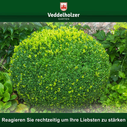 THE WINNER 09/2020 Veddelholzer 6kg organic algae lime 100% pure powder from seaweed strengthens resistance &amp; regeneration of the boxwood against the boxwood moth Boxwood fertilizer Natural fertilizer Spray