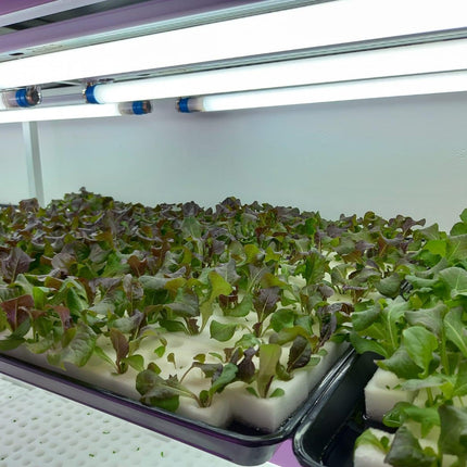 Generic GREENinGRAY Hydroponic Sponge, 100 Pack High-Quality Hydroponic Sponges – Ideal for Seeds &amp; Seedlings (White)