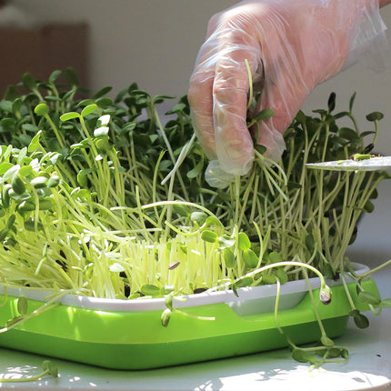 CYEER 8 Pack Sprouting Trays, 34x25x11CM Cress Seed Trays, Microgreens Seed Trays, Sprouting Tray, Sprouting Kit for Growing Mung Beans, Alfalfa, Wheatgrass