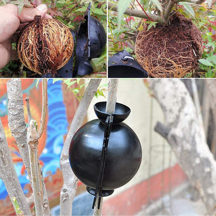 Ianulus Plant Rooting Ball, 4 Pieces Plant Root Growing Box, Plant Rooting Device, Plant Root Booster Device for Plant Transplantation, Root Formation, Asexual Reproduction (Black)