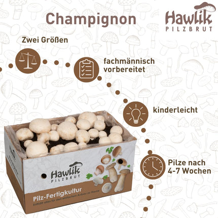 Hawlik Mushroom Spawn Mushroom Cultivation Kit Value Bundle XXL – 2 large cultivation boxes for stone mushrooms and white mushrooms – grow mushrooms at home without prior knowledge or accessories – about 6 kg mushroom harvest!