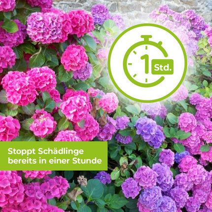 PROTECT GARDEN Lizetan Plus Pest-Free AF ​​against pests on ornamental plants, roses, fruits and vegetables, 800 ml spray