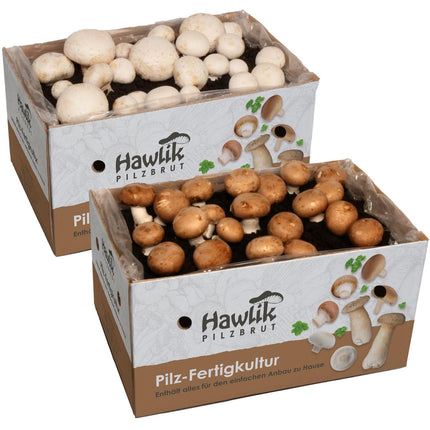 Hawlik Mushroom Spawn Mushroom Cultivation Kit Value Bundle XXL – 2 large cultivation boxes for stone mushrooms and white mushrooms – grow mushrooms at home without prior knowledge or accessories – about 6 kg mushroom harvest!
