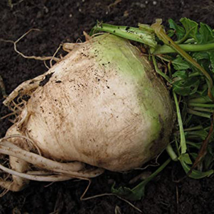Sugar Beet Seeds, 300 Heirloom Sugar Beet Seeds, High Germination Rate, Non-GMO, Heirloom Planting Outdoor Garden, Yard, Vegetable Garden Seeds