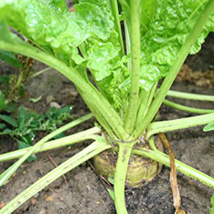 Sugar Beet Seeds, 300 Heirloom Sugar Beet Seeds, High Germination Rate, Non-GMO, Heirloom Planting Outdoor Garden, Yard, Vegetable Garden Seeds