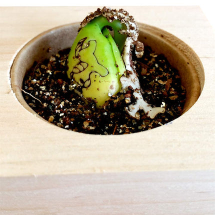 Grow Your Own Unicorn Bean, Wooden Cube with Laser Engraving "You Are Magical," Sustainable Gift Idea, Growing Kit, Ecocube, Made in Austria