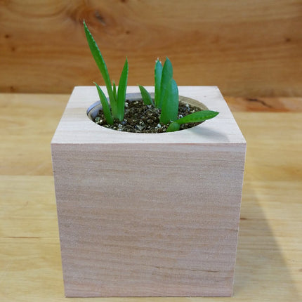 Feel Green 296244 Ecocube Aloe Vera, Sustainable Gift Idea (100% Eco Friendly), Grow Your Own/Cultivation Kit, Plants in a Wooden Cube, Made in Austria