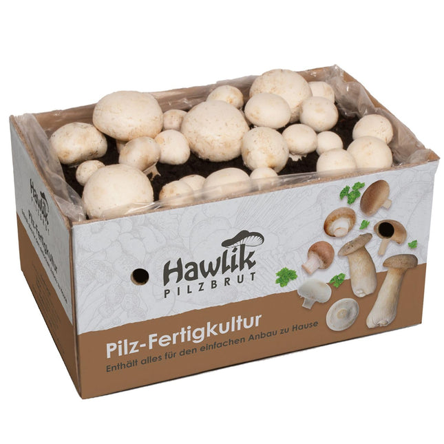 Hawlik Mushroom Spawn Mushroom Cultivation Kit XXL – Large complete kit for easy cultivation at home – High and fast harvest yields – Ideal for beginners/as a gift for children and gardening enthusiasts