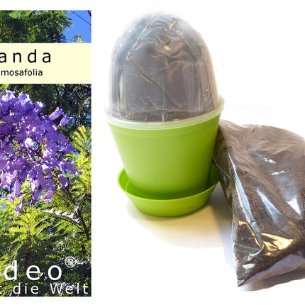 Seedeo® Jacaranda Grow Kit (Jacaranda mimosafolia)