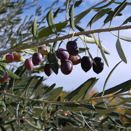 My Orangery Olive Tree Fertilizer [1kg] - Premium Plant Fertilizer - Avoid ready-made liquid fertilizers for your plants - Olive Tree Fertilizer