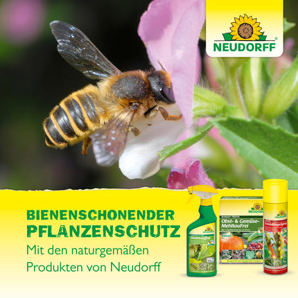 Neudorff Spruzit AF Pest-Free – Controls pests such as box tree moths, aphids, and thrips on ornamental plants, vegetables, fruit, and herbs, 500 ml